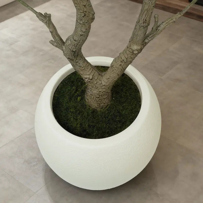 HOOMA© OliveTree